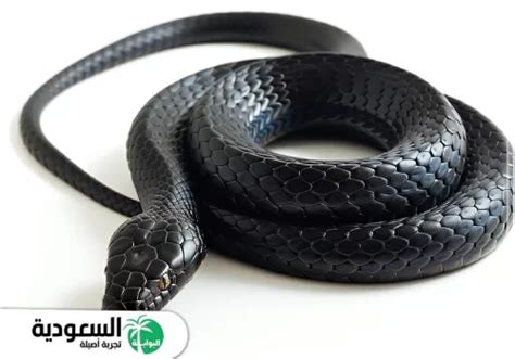 لرؤية ثعبان أسود في المنام للعزباء والمتزوجات والمطلقات والرجال والنساء الحوامل ابن النفيس.