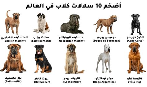 لرؤية كلاب مختلفة الألوان في حلم فتاة واحدة