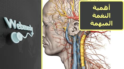 لماذا النغمة ليست هي الحل؟