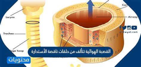 لماذا تتكون القصبة الهوائية من حلقات غضروفية غير مكتملة؟
