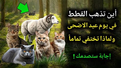 لماذا تختفي القطط تماما في يوم عيد الأضحى وأين تذهب؟ - موقع الوفاق