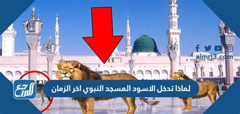لماذا تدخل الأسود والذئاب المسجد النبوي في آخر الزمان