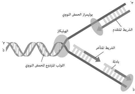 لماذا يتشابه تركيب الحمض النووي مع الدرج الحلزوني وما هو صُنع جانبي الدرج؟