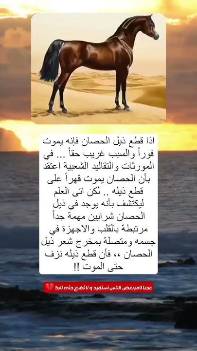 لماذا يقتل الحصان إذا قطع ذيله