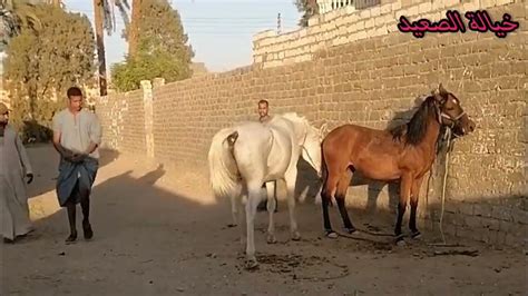 لون بين الأسود والأحمر، والذي وصفته الخيول في الماضي بأربعة أحرف؟ لون بين الأسود والأحمر، والذي وصفته الخيول في الماضي بأربعة أحرف؟
