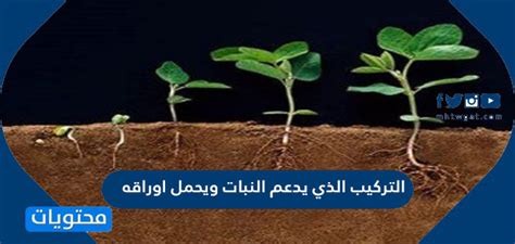 ما اسم الجزء الذي يدعم النبات ويحمل أوراقه وأزهاره وأغصانه؟ ما اسم الجزء الذي يدعم النبات ويحمل أوراقه وأزهاره وأغصانه؟