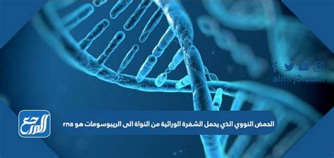 ما الحمض النووي الذي يحمل الشفرة الجينية من نواة الخلية إلى الريبوسومات؟ ما الحمض النووي الذي يحمل الشفرة الجينية من نواة الخلية إلى الريبوسومات؟