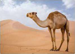 ما الحيوان الذي أطلقه العرب على أم حائل