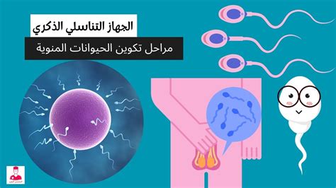 ما الحيوان الذي ينتج الحيوانات المنوية والبيض؟