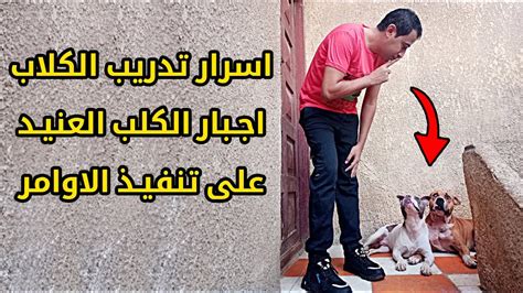 ما الذي تعنيه أنت والمثال حتى مع الكلب العنيد؟