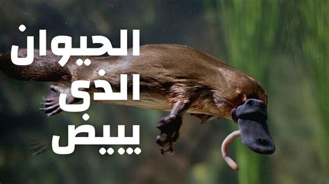 ما الذي لا يميز منقار البط
