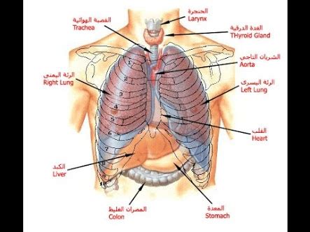 ما الذي يجب أن يحدث لجزيئات الطعام حتى يحدث التنفس الخلوي؟  جواب السؤال