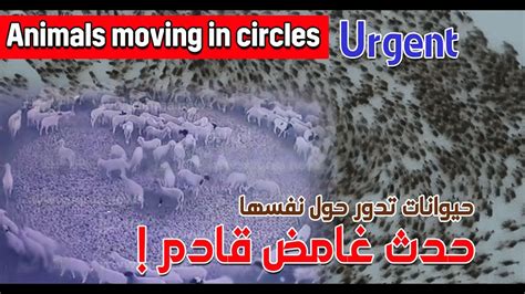 ما الذي يجعل الأغنام تدور في دوائر