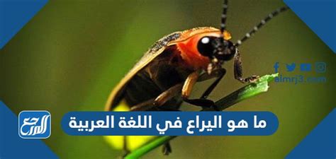 ما الذي يجعل اليراع متوهجة