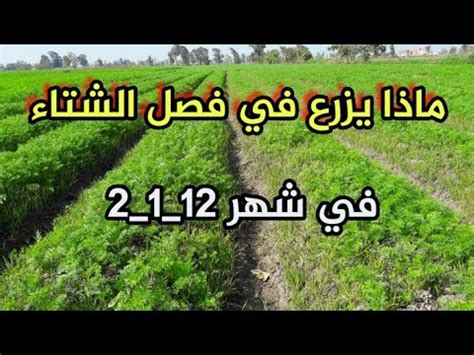 ما الذي يزرع في الشتاء؟