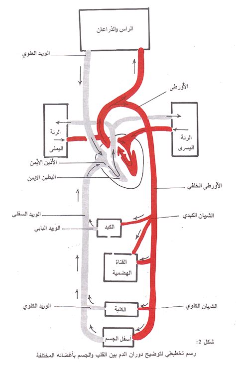 ما الذي يزيد من تدفق الدم في جسم الإنسان ما الذي يزيد من تدفق الدم في جسم الإنسان