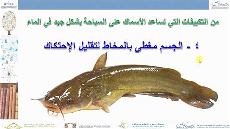 ما الذي يساعد الأسماك العظمية على السباحة بسهولة في الماء؟