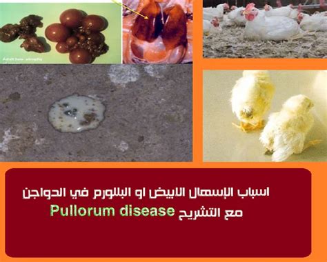 ما الذي يسبب الاسهال الابيض عند الطيور؟