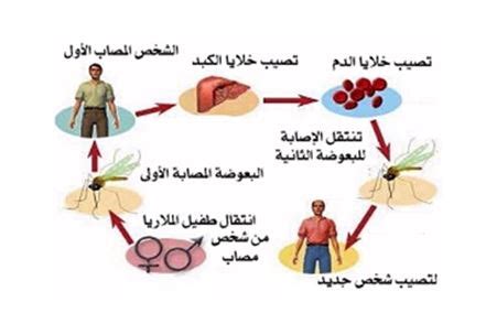 ما الذي يسبب الملاريا وتأثيراتها على الجسم.