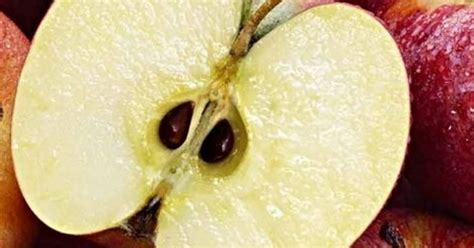 ما الذي يسبب بذور التفاح؟