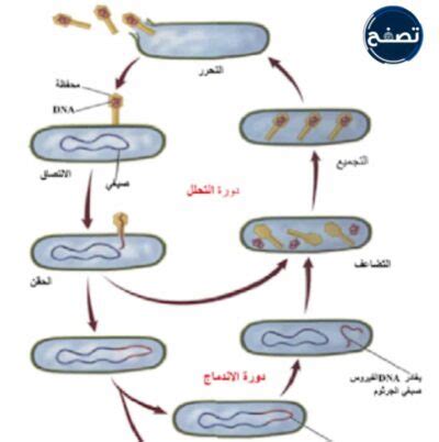 ما الذي يشترك فيه كل من الأزواج التالية، دورة التحلل – دورة الاندماج؟