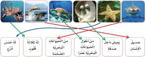 ما الذي يميز الأخطبوط عن الحيوانات البحرية الأخرى؟