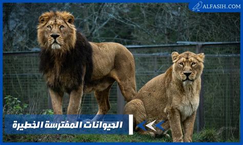 ما الذي يميز الحيوانات المفترسة عن الآخرين؟ ما الذي يميز الحيوانات المفترسة عن الآخرين؟