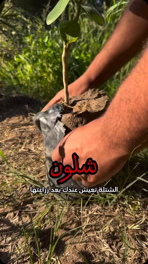 ما الضرر الذي يمكن أن يحدثه الموز؟