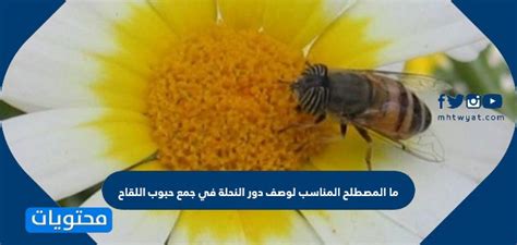 ما المصطلح الذي يصف دور النحل في جمع حبوب اللقاح؟ (كرر ولكن افعلها وقم بتخصيصها) ما المصطلح الذي يصف دور النحل في جمع حبوب اللقاح؟ (كرر ولكن افعلها وقم بتخصيصها)