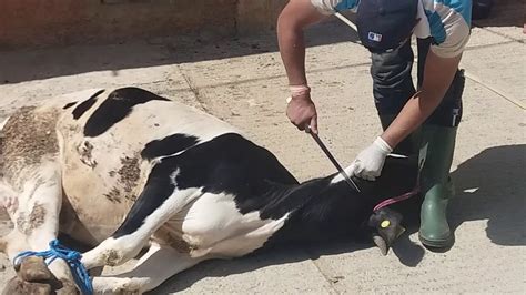 ما تفسير ذبح العجل في المنام للمرأة العزباء؟