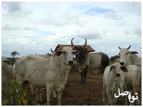 ما سبب انتشار تربية المواشي بالقرب من المناطق المكتظة بالسكان في المملكة العربية السعودية؟