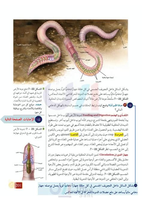 ما نوع تنظيم الجسم أو هيكله الذي تظهر فيه الديدان المفلطحة أولاً؟