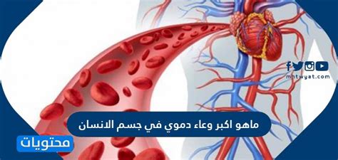 ما هو أكبر وعاء دموي في جسم الإنسان، يصل فيه الدم من القلب إلى جميع أجزاء الجسم.