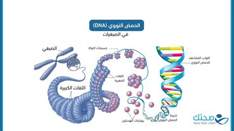 ما هو اسم الانحراف الذي يحدث أثناء عملية تكرار الحمض النووي؟ ما هو اسم الانحراف الذي يحدث أثناء عملية تكرار الحمض النووي؟
