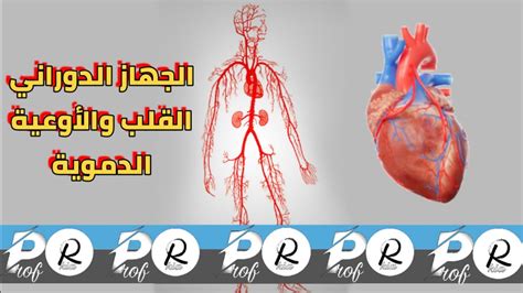 ما هو اسم الجهاز الذي يتكون من القلب والأوعية الدموية والدم؟