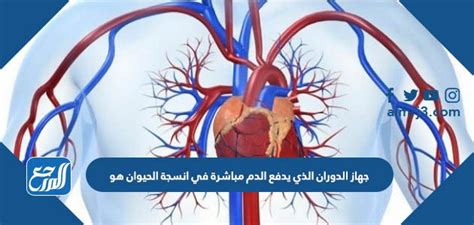 ما هو اسم جهاز الدورة الدموية الذي يدفع الدم مباشرة إلى أنسجة الحيوان؟ ما هو اسم جهاز الدورة الدموية الذي يدفع الدم مباشرة إلى أنسجة الحيوان؟