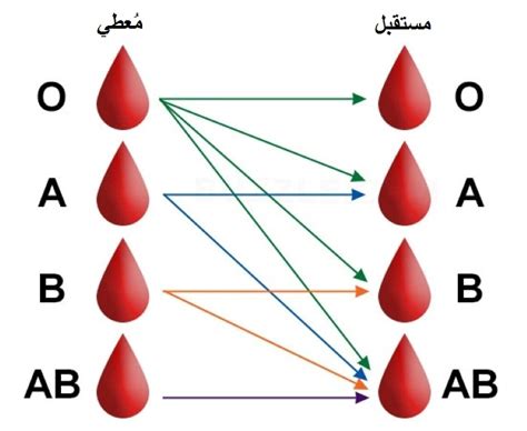 ما هو التركيب الجيني المحتمل لرجل بفصيلة دم AB تزوج من امرأة لها فصيلة دم A وأنجب طفلاً بفصيلة دم A؟