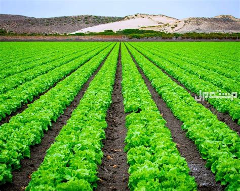 ما هو التفسير إذا رأت المرأة المتزوجة ليمونة خضراء في المنام؟