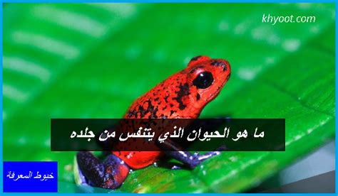ما هو الحيوان الذي يتنفس من ظهره؟