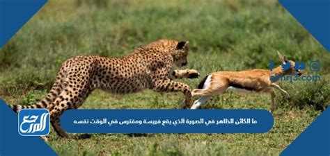 ما هو الشيء الموضح في الصورة وهو فريسة ومفترس، ثعبان، جندب، بومة، عصفور