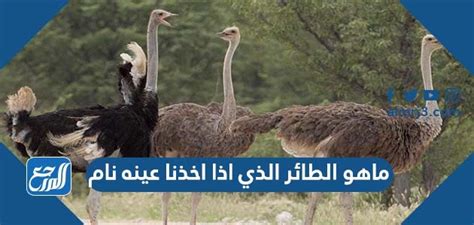 ما هو الطائر الذي إذا أخذنا عينه فهو نائم ما هو الطائر الذي إذا أخذنا عينه فهو نائم
