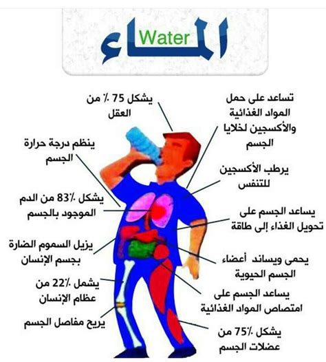 ما هو العضو في جسم الإنسان الذي يذهب إليه الماء والغذاء غير المهضوم؟
