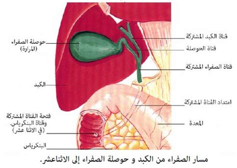 ما هو العمر الذي يحدث فيه مرض الصفار؟ ما هو العمر الذي يحدث فيه مرض الصفار؟