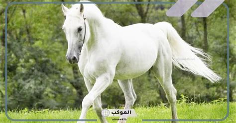 ما هو تفسير الحصان الأبيض الذي يلاحقني في المنام؟