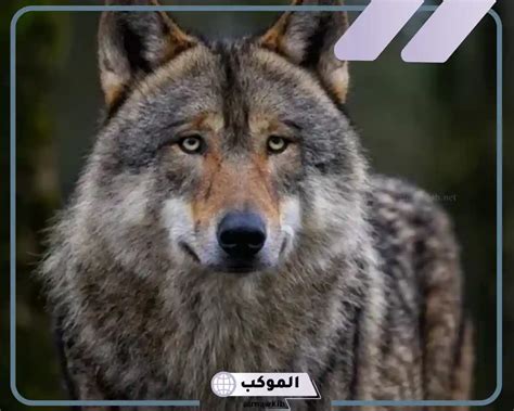 ما هو تفسير حلم الذئب يطارد في المنام كامل