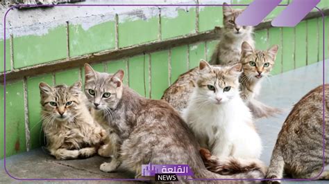 ما هو تفسير حلم القطط على المرحاض في المنام كامل للرجل ومعناه