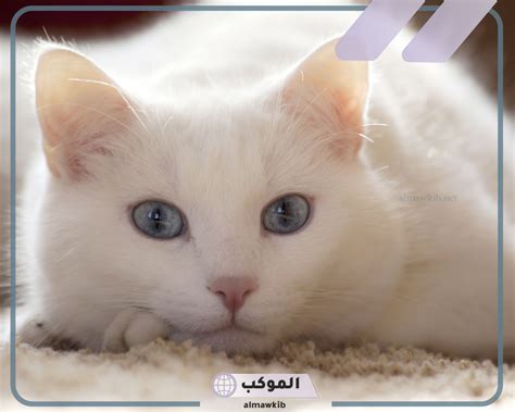 ما هو تفسير حلم القطط في المنام كامل لفتاة واحدة على المرحاض
