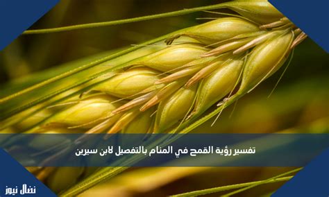 ما هو تفسير حلم القمح في المنام كامل للمرأة المتزوجة