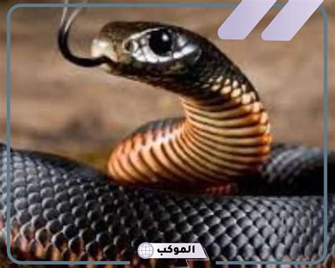 ما هو تفسير حلم الكوبرا في المنام كامل للمرأة العازبة