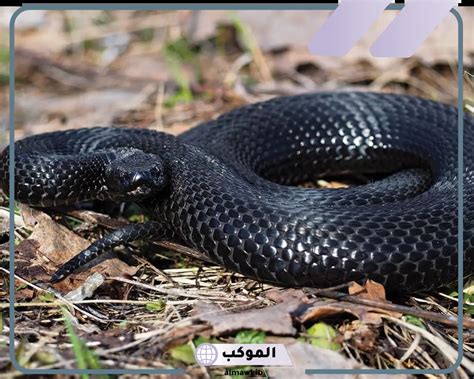 ما هو تفسير حلم ثعبان أسود في المنام كامل للمرأة العازبة
